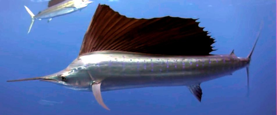 Istiophorus albicans_06.jpg